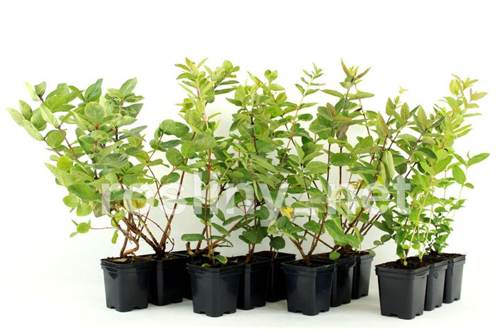 Szkółka Jagoda Kamczacka ZESTAW KANADYJSKICH odmian