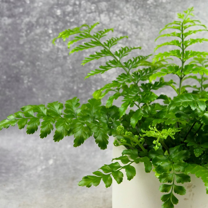 Paproć ASPLENIUM PARVATI egzotyczna paprotka domowa BEZPIECZNA DLA