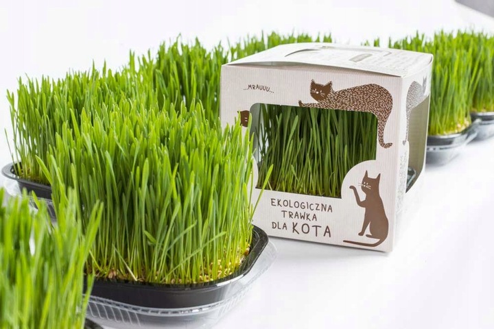 Ekologiczna Trawa TRAWKA Dla Kotów Przysmak Odkłaczający Wyrośnięta Świeża