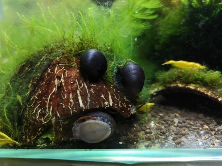 ŚLIMAK helmet military na glony ZESTAW 10 SZTUK