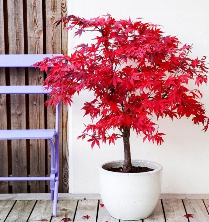 Klon Palmowy ATROPURPUREUM Sadzonka 1L