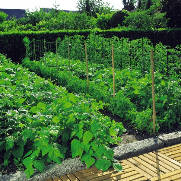 Siatka Podpora warzyw roślin pnących 2x10m 15x17cm AS-CN08151720010