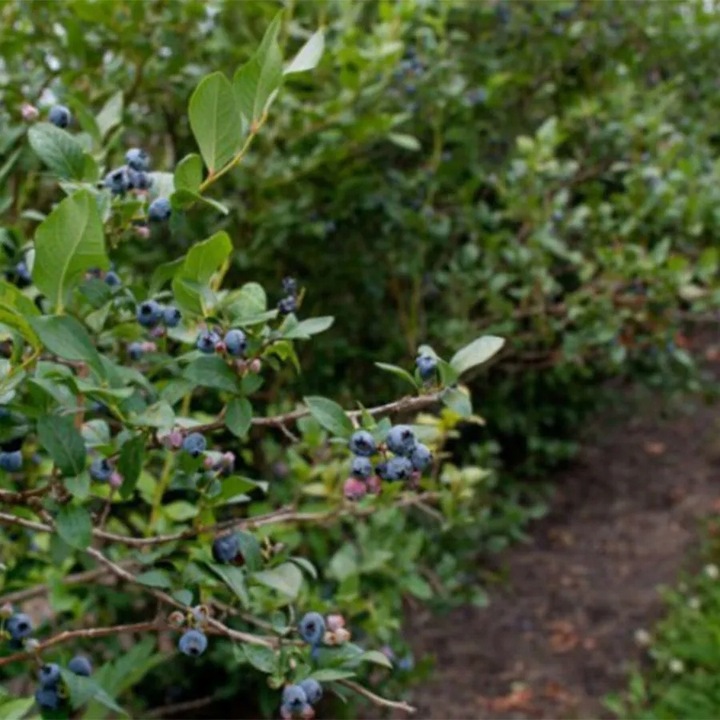 ZIEMIA PODŁOŻE DO BORÓWKI Z NAWOZEM KWAŚNA TORF ROŚLIN KWASOLUBNYCH
