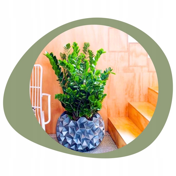 Zamiokulkas Zamiolistny ŻELAZNA ROŚLINA Zamia Ładna Duża Zdrowa