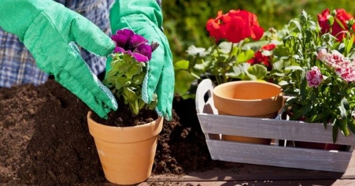 PODŁOŻE ZIEMIA DO KWIATÓW WARZYW ZIÓŁ IGLAKÓW LAUROWIŚNI 50L Z NAWOZEM