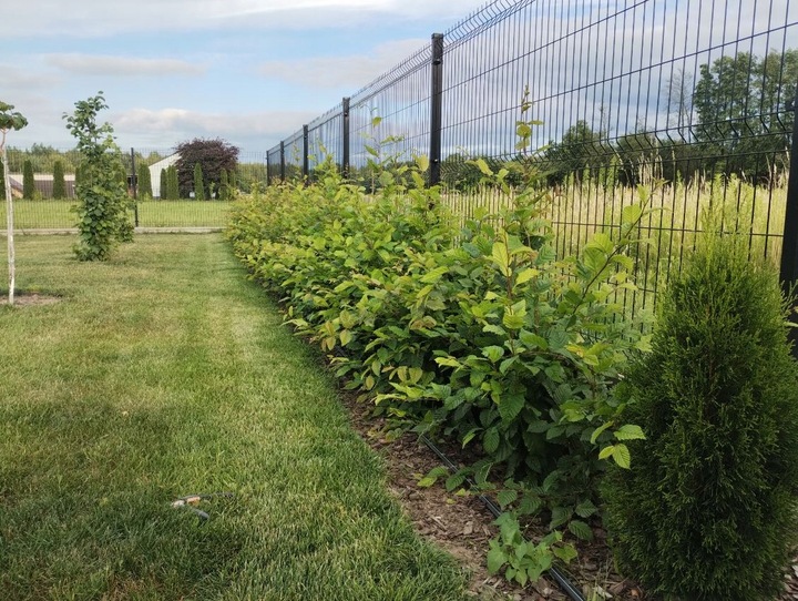 Grab pospolity na żywopłot sadzonki 20-40cm Pakiet 100 sztuk