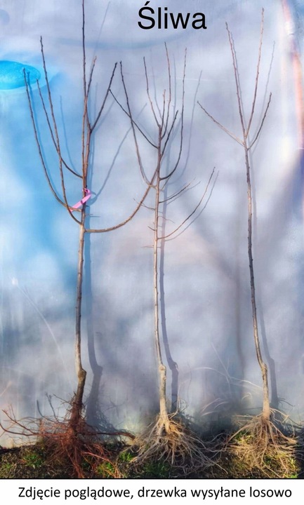 Śliwa KRÓLOWA WIKTORIA - doskonała DUŻA SŁODKA samopylna SOCZYSTA