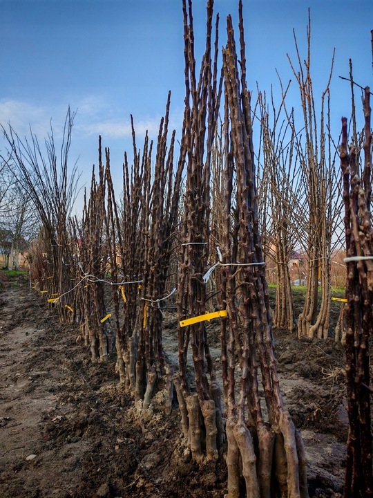 Grusza KOLUMNOWA KLAPSA FAWORYTKA – klasyczny smak w kompaktowej