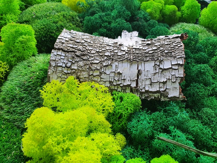 MECH + ODŻYWKA Chrobotek 500 0.5kg CZYSTY 3 KOLORY BOX + ODŻYWKA