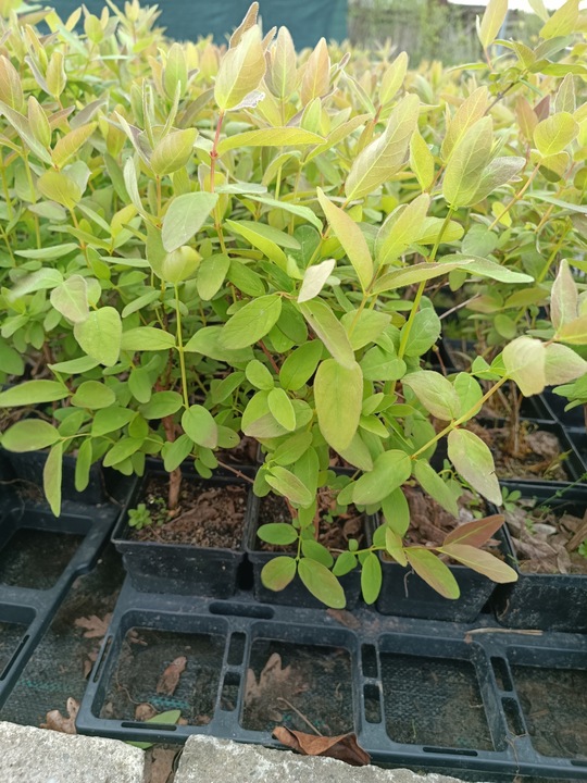 JAGODA KAMCZACKA najlepiej owocujący zestaw 3x