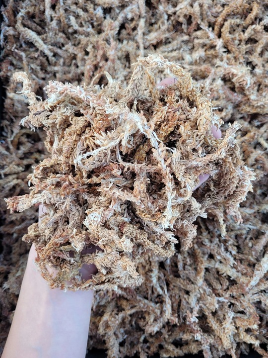 Mech Sphagnum Torfowiec Podłoże do Storczyków 250g