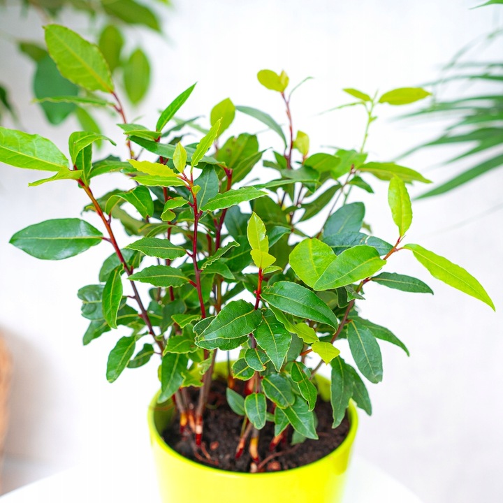 Laurus Nobilis WŁASNY LIŚĆ LAUROWY - Wawrzyn Szlachetny - Drzewko Do