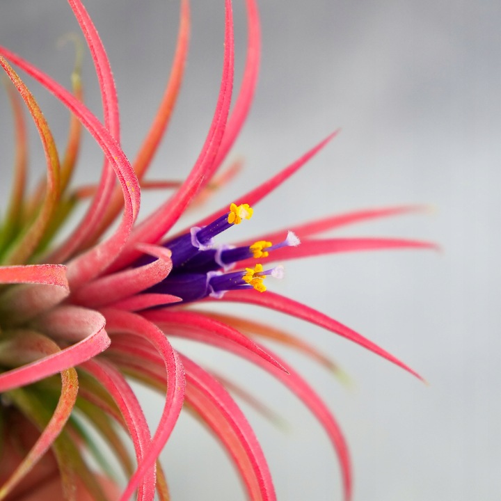 Tillandsia OPLĄTWA ionantha Intensywnie czerwona W ZIMOWYM OPAKOWANIU