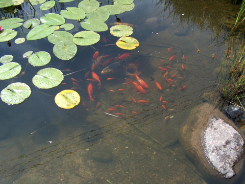 24 KG KREDA DO STAWU I OCZKA WODNEGO staw oczko wodne ryby ryba stawy