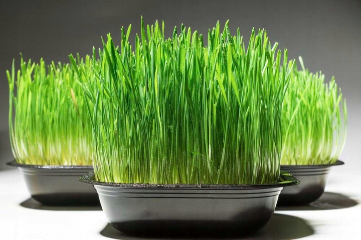 Ekologiczna Trawa TRAWKA Dla Kotów Przysmak Odkłaczający Wyrośnięta Świeża