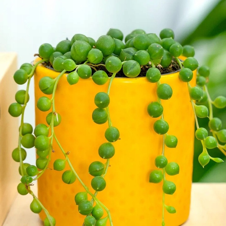 Senecio Rowleyanus - ZIELONY SZNUR KORALI - Niespotykany Starzec