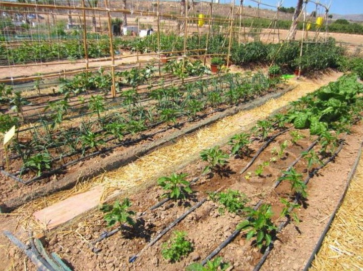 LINIA KROPLUJĄCA NAWODNIENIE KROPELKOWE 100+174XXL Wąż Kropelkujący