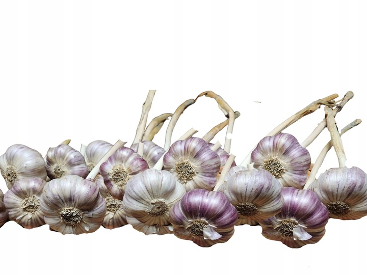 Czosnek Polski harnaś PREMIUM duże główki 6,5-7,5cm 1kg sadzenia