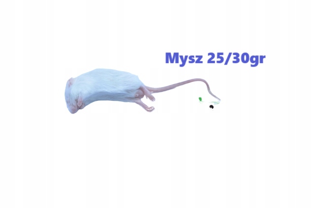 Myszy mrożone 26/30g 25 sztuk