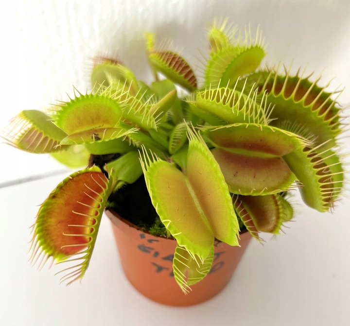 DOROSŁA MUCHOŁÓWKA odm, GIANT TRAP w DONICZCE