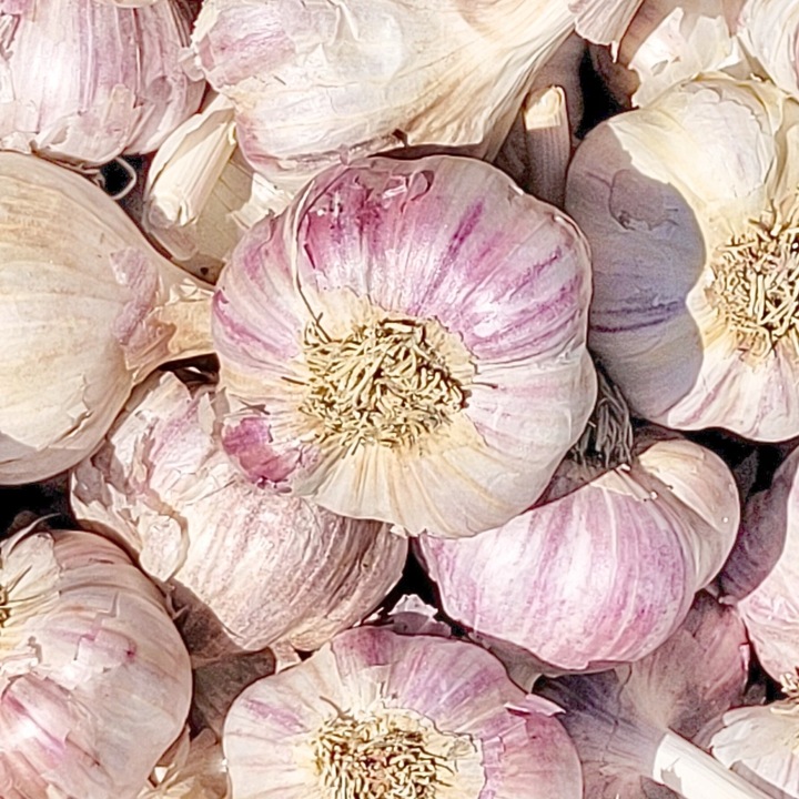 CZOSNEK HARNAŚ ozimy polskie główki mocny aromat ZIMOWY 20 SZT