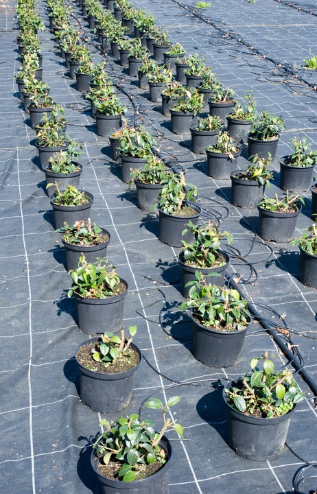 NAJMOCNIEJSZA AGROTKANINA ANTYCHWASTOWA 90g 1,1x50m UV3% AGROWŁÓKNINA