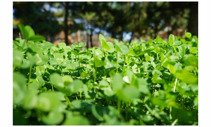 MIKROKONICZYNA NASIONA KONICZYNA DROBNOLISTNA BIAŁA 500G GĘSTA dekoracyjna