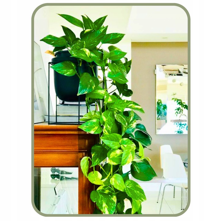 Epipremnum Aureum ZŁOCISTE Przebarwienia PNĄCZE Łatwa Uprawa Sercowate