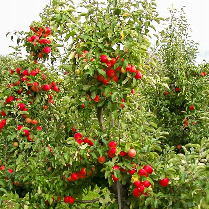 SADZONKI DRZEWKA OWOCOWE JABŁOŃ SZAMPION SŁODKA NAJLEPSZA I SOCZYSTA