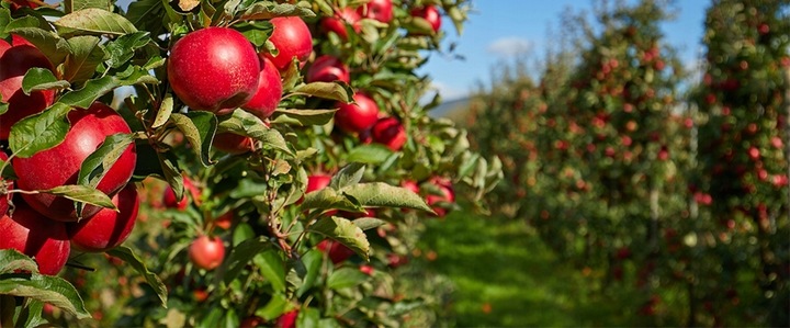 Yara Mila Complex 25kg Nawóz wieloskładnikowy YARA granulat Nawóz do