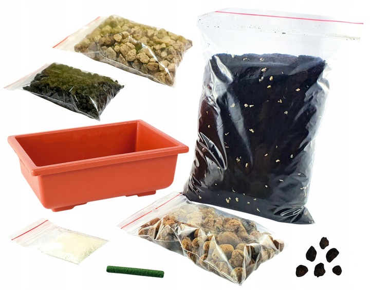 ZESTAW DO UPRAWY EUKALIPTUS SREBRNY DRZEWKO BONSAI NASIONA 5 SZT WIELOLETNI