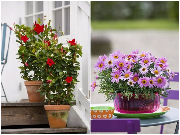 BIOVITA ZIEMIA UNIWERSALNA PODŁOŻE DO KWIATÓW Z NAWOZEM 80 L