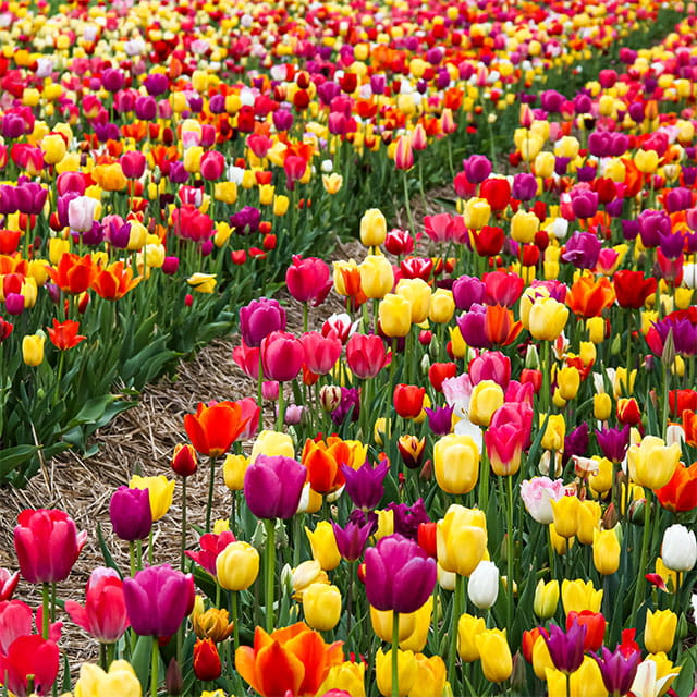 Tulipan polski mix odmian i gatunków 50 szt. 8/9 cebulki tulipanów