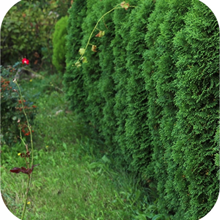 SUBSTRAL SAPROL OCHRONA TUI 100ml TUJE IGLAKI RÓŻ OZDOBNE GRZYBOBÓJCZY