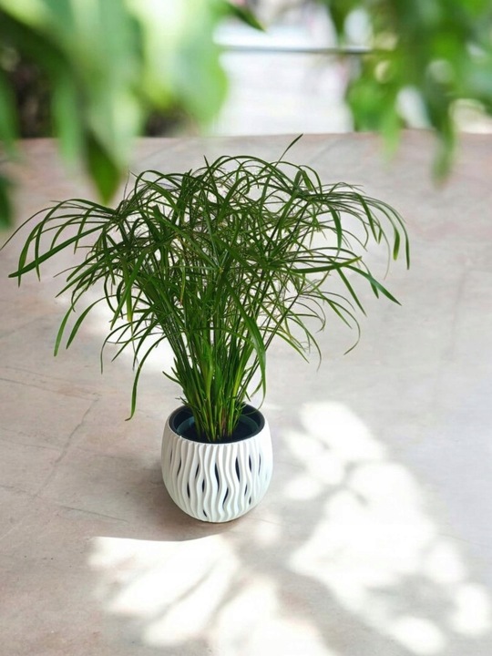 Papirus Cibora zmienna Cyperus alternifolius do Domu Ogrodu i Oczek