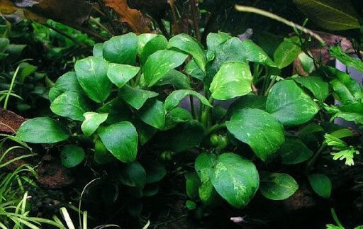 Anubias barteri var. nana 'Petite' Koszyk Ø 5,5 cm