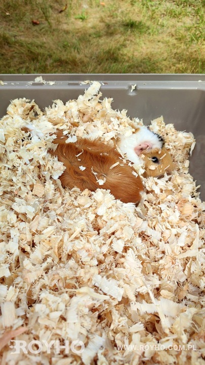 Bezpyłowe trociny ProBioBED Plus dla gryzoni jeży kur koni królika - 250 l