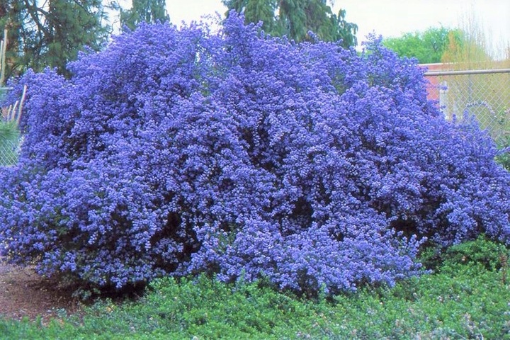 Prusznik niebieski VICTORIA zimozielony SADZONKA niebieski DŁUGO