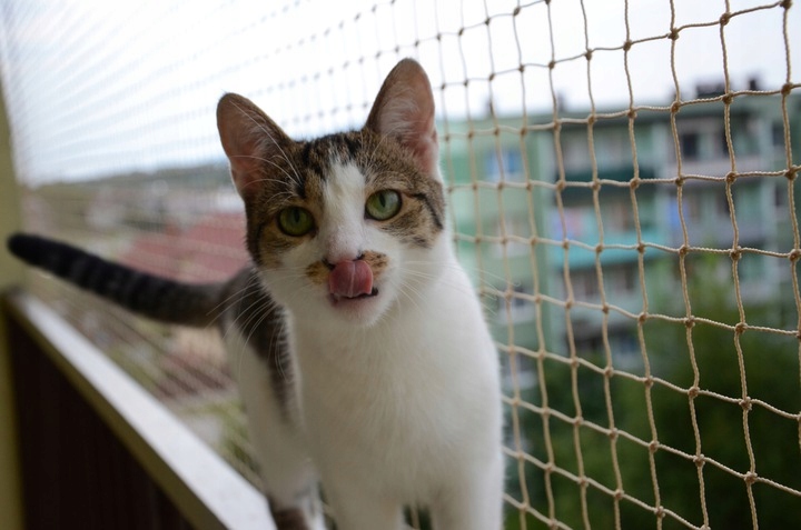 ZESTAW SIATKA NA BALKON 4x3m Z DRUCIKIEM PREMIUM DLA KOTA BEZ WIERCENIA