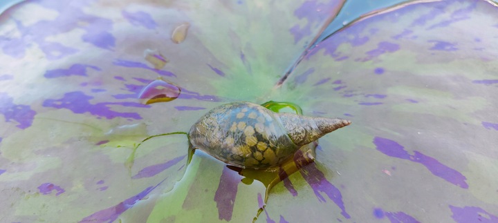 5 x Ślimak Błotniarka Stawowa Filtruje i oczyszcza Na Glony