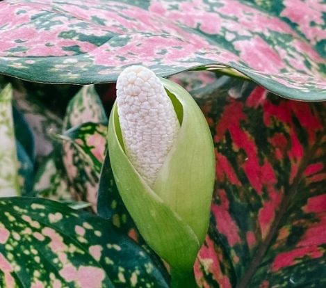 Aglaonema pictum TRICOLOR kolekcjonerska OCIEPLACZ GRATIS D6cm