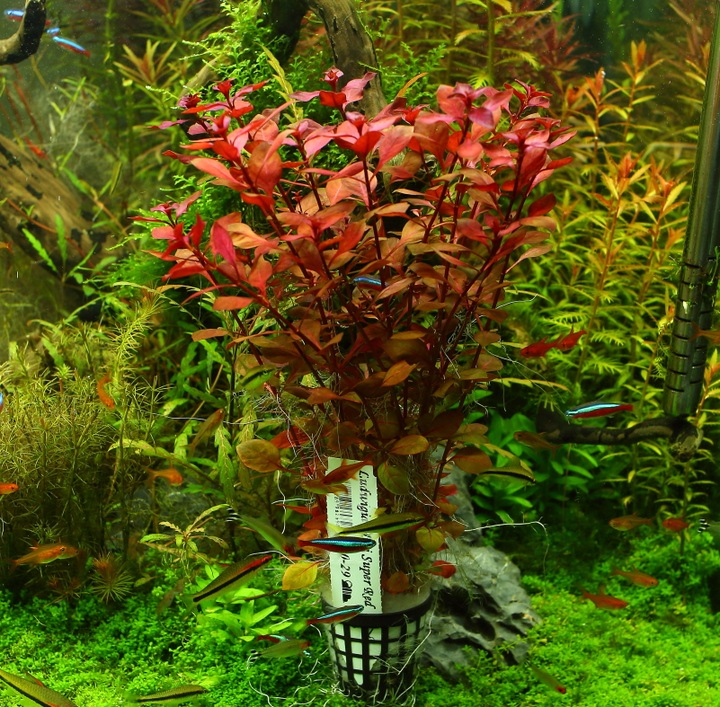 Rośliny do akwarium Ludwigia Mini Super Red XL