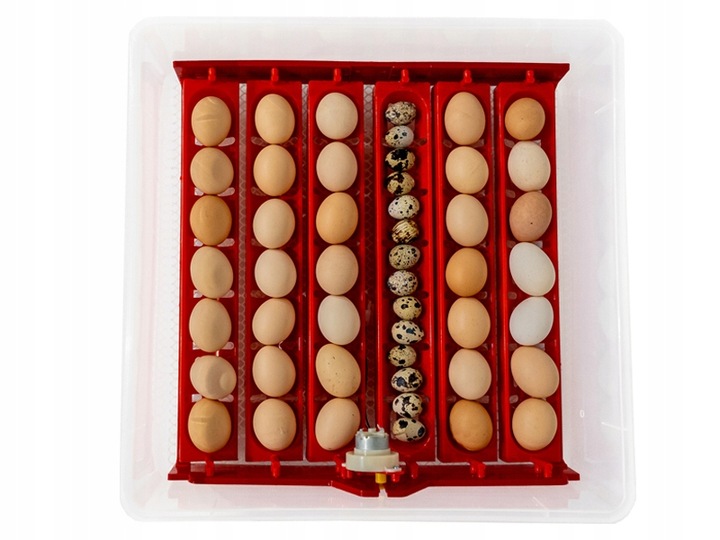 Kompletny zestaw INKUBATOR AUTOMATYCZNY DINO do 56 JAJ DROBIU Różne GATUNKI