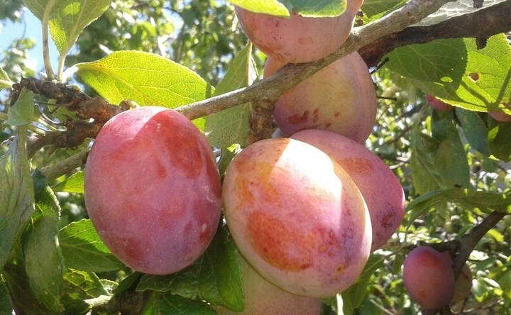 Śliwa KRÓLOWA WIKTORIA - doskonała DUŻA SŁODKA samopylna SOCZYSTA