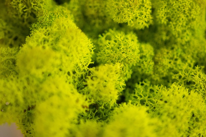 MECH + ODŻYWKA Chrobotek 500 0.5kg CZYSTY 3 KOLORY BOX + ODŻYWKA