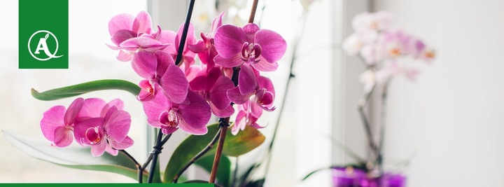 Sanium Pin pałeczki 2w1 nawozowe i na szkodniki