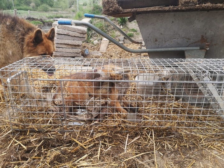 ZYWOŁAPKA PUŁAPKA NA KUNY LISY KOTY BOBRY WYDRY