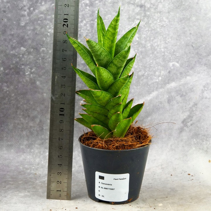 Sansevieria ''Starshooter'' Ø8cm kolekcjonerska niezniszczalna