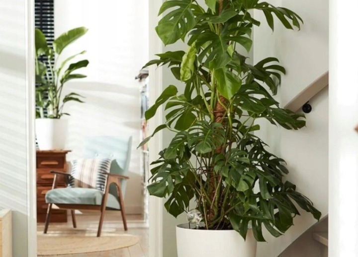 Podpora Palik Kokosowy 100cm (1M) Tyczka do Monstery Kwiatów Roślin