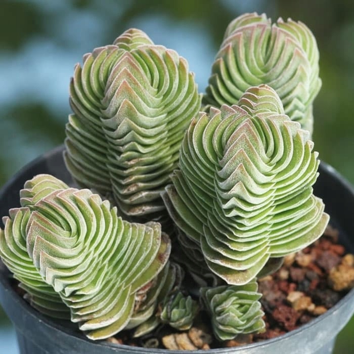 Crassula 'Buddha's Temple' Sukulent GRUBOSZ